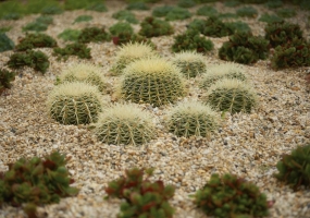 Coastal Drought Tolerant Garden – Port Melbourne