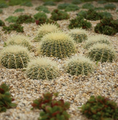 Coastal Drought Tolerant Garden – Port Melbourne