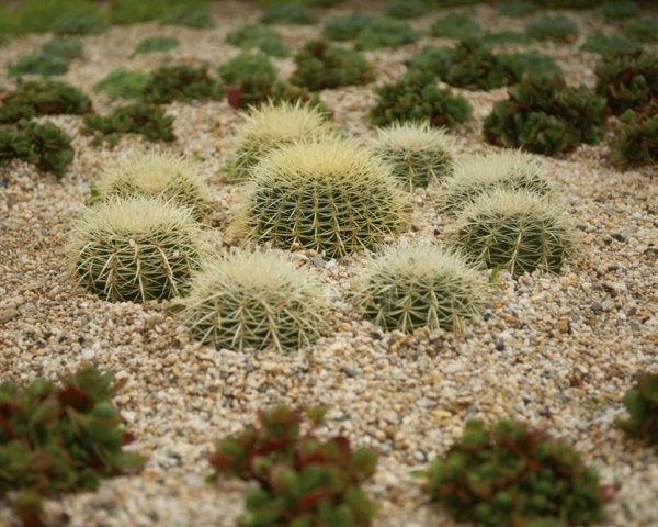 Coastal Drought Tolerant Garden – Port Melbourne