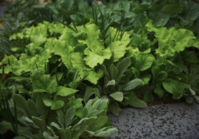 Edible Garden Design and Construction Port Melbourne