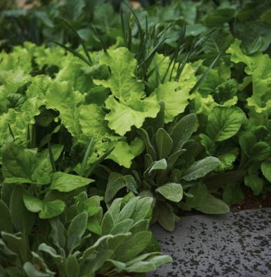 Edible Garden Design and Construction Port Melbourne