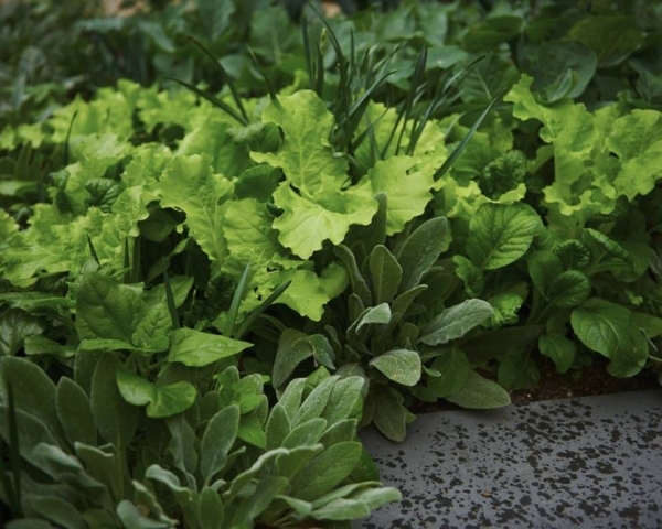 Edible Garden Design and Construction Port Melbourne